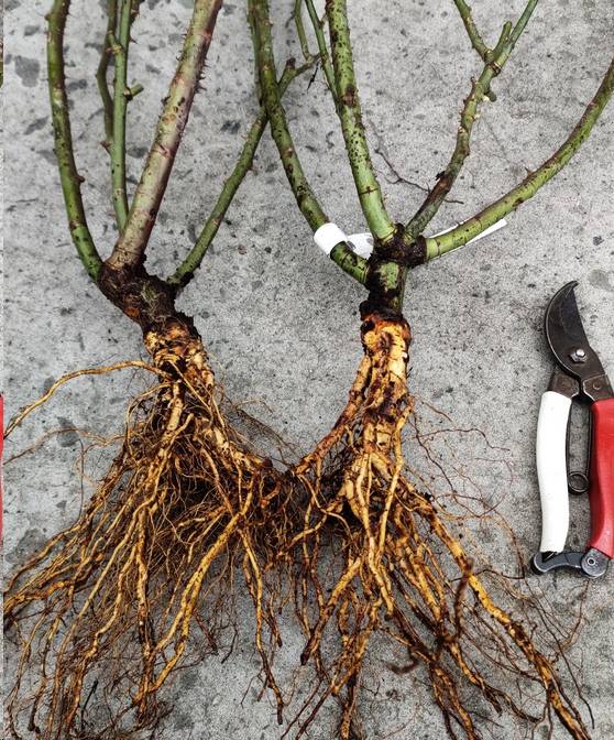 月季裸根苗种植那些事儿