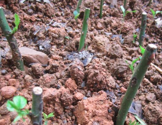 母株切口流黏液怎么办？