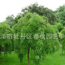 苗木土球小，如何防止苗木死亡呢？