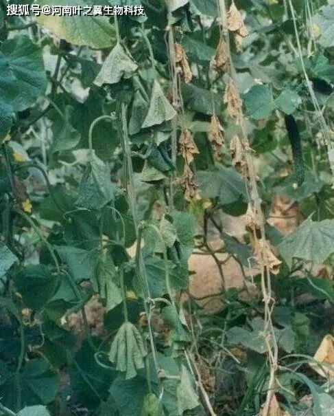 新芽或新叶的启示