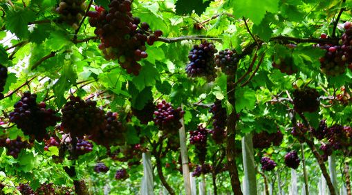 喷施技巧，你get了吗？