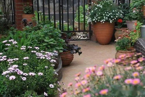 四月里梨花雪中白