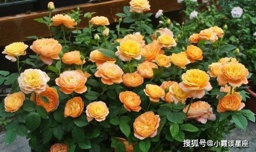 果汁阳台月季的耐寒极限