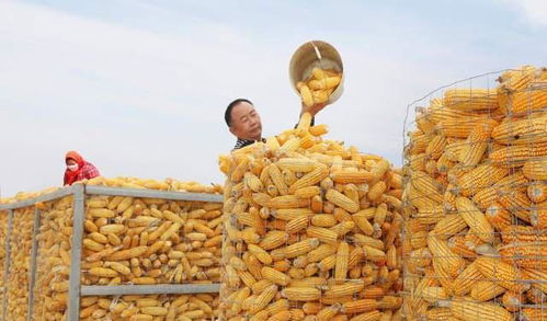请问饲料原材料最新价格表显示，玉米和豆粕的价格对比有何变化？