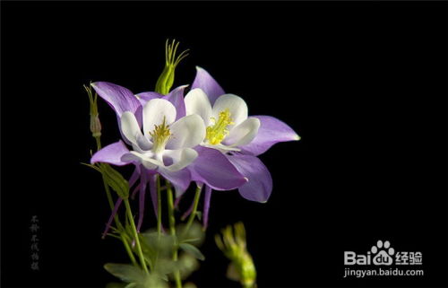耧斗菜什么季节播种最适宜？春季还是秋季