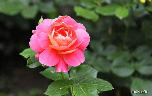 3. 剪枝彳艮重要