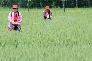 威百亩的广泛应用