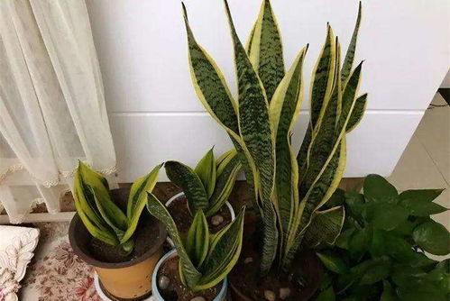 第一步：去弱留强