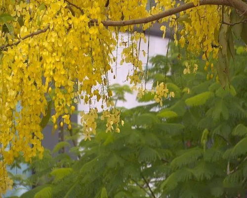 秋天，哪些树木会开花
