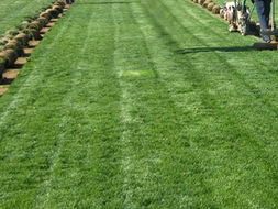 上海冬季草种推荐：耐零下10℃的草坪与地被