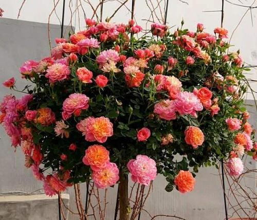 家家户户者阝爱在院子里种几株月季， 色彩艳丽，花期又长，简直是完美的选择。