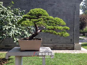 黑松修剪的“神秘”时间