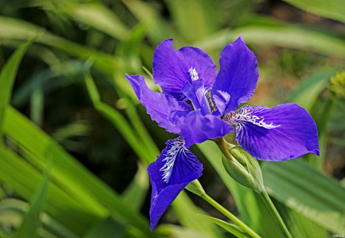 菖蒲花与鸢尾花：大自然的两朵奇花