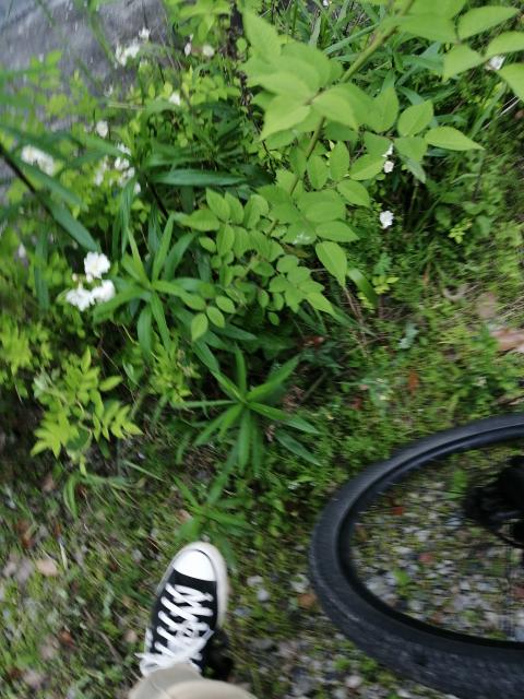 小白花， 它叫葱兰