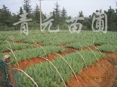 南京雪松小苗：价格大揭秘