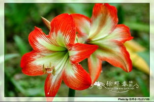 揭秘蜘蛛兰的野生与家养之谜：朱顶红与水鬼蕉的区分指南