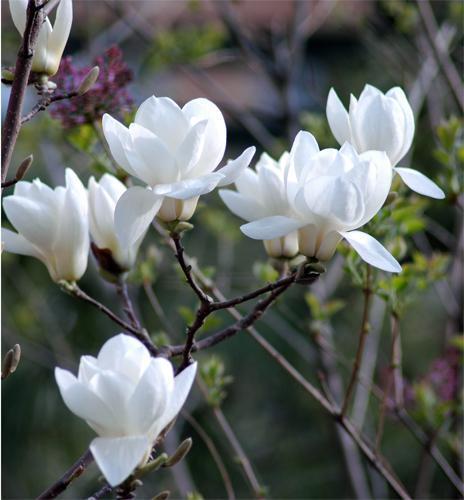 白玉兰炭疽病的烦恼，你懂吗？