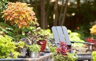 园艺修剪的“高手”们：揭秘那些隐藏的达人