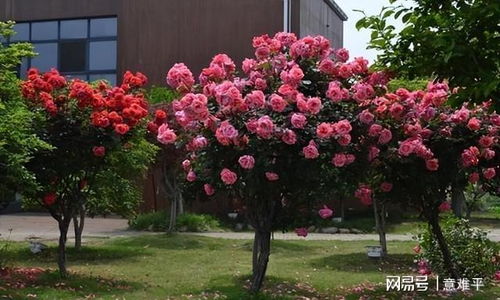 月季嫁接的重要性与市场前景