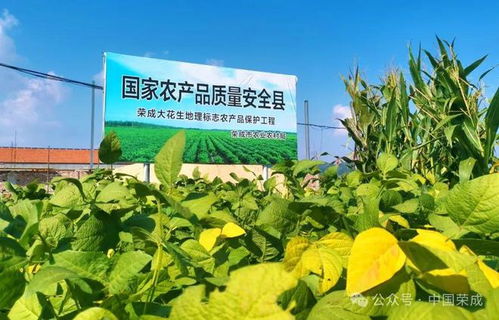 南非批准超级高粱种植试验，旨在提高粮食产量和应对气候变化