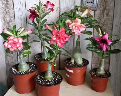 三种耐寒品种， 提升成活率80%的秘密