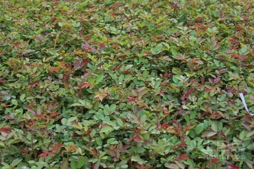 月季小苗养护全攻略：轻松养成中大苗的关键步骤