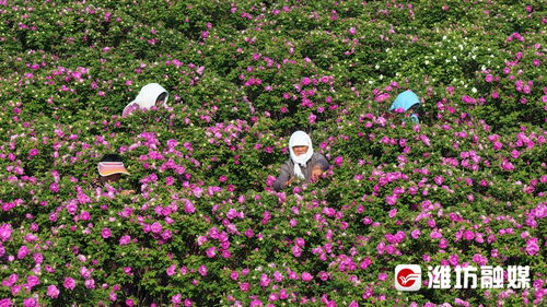 潍坊滨海区大规模种植盐碱玫瑰，探索盐碱地生态农业新模式