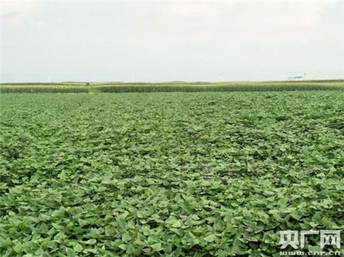 红薯产业的温暖力量