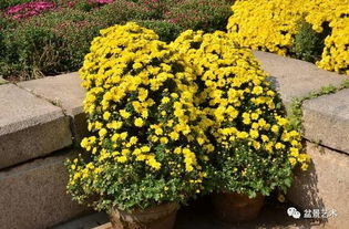 光照调控， 菊花的阳光宝贝