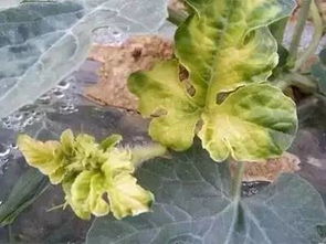 五、 使用农药，防治病虫害