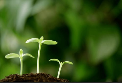 科研攻关：技术支持， 助力花开