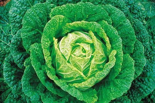 种植要点，你get了吗？