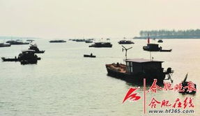 安徽淮南再现银鱼汛，探寻古老鱼类的神秘迁徙
