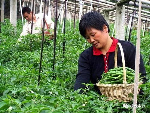 蔬菜虫害的判断方法