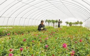 夏天室外花卉如何降温？降温方法有哪些