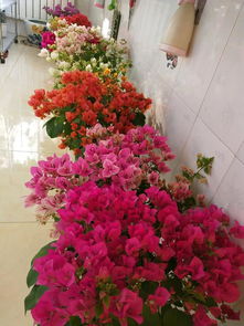 三角梅：耐旱又美丽