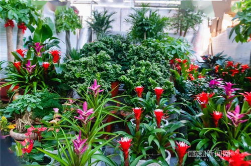 适合室内种植的花卉