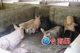 创新生猪饲养，告别恶习困扰