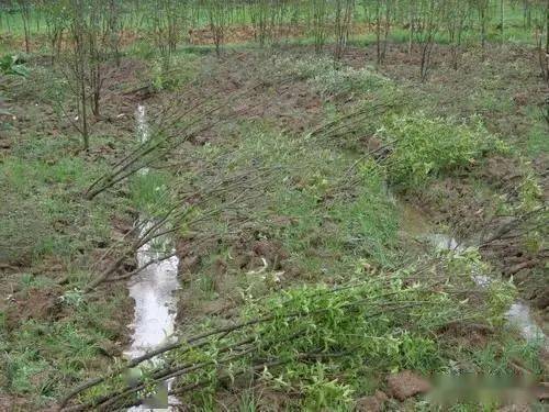 松树冻雨倒伏后的恢复