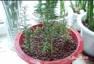 红豆杉叶子干了怎么办？如何恢复其生机