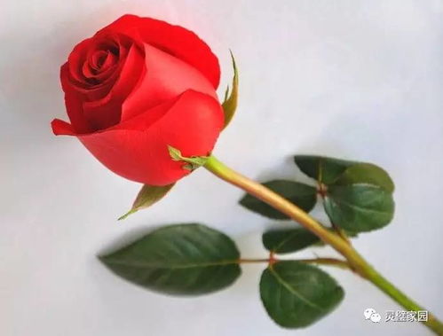 红玫瑰的花语是爱情，这几个场合送花别搞错