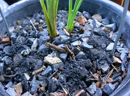 发财树生虫子，怎么灭虫？