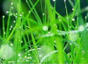 草酸，那个温和的调节剂