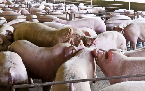 乳猪料和仔猪料有什么具体区别？为什么乳猪料更适合初生仔猪？