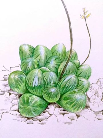 姬玉露与玉露如何区分？露珠形状透露玄机