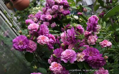 红红火火的小妹妹，花季怎么这么长？