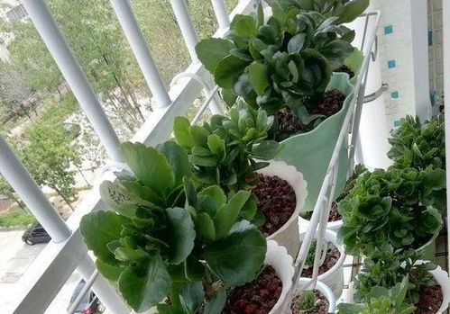 葛根开花过程是怎样的？它的独特魅力和环境因素有哪些影响
