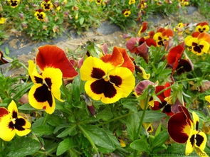 六月份开花草本植物大盘点