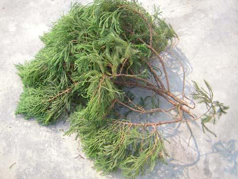 塔柏的生长标准