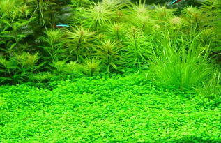 2025年湖南洞庭湖区的对比试验揭开真相：